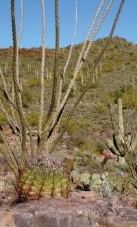 desert land with cacti
