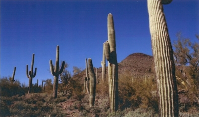 A line of cacti