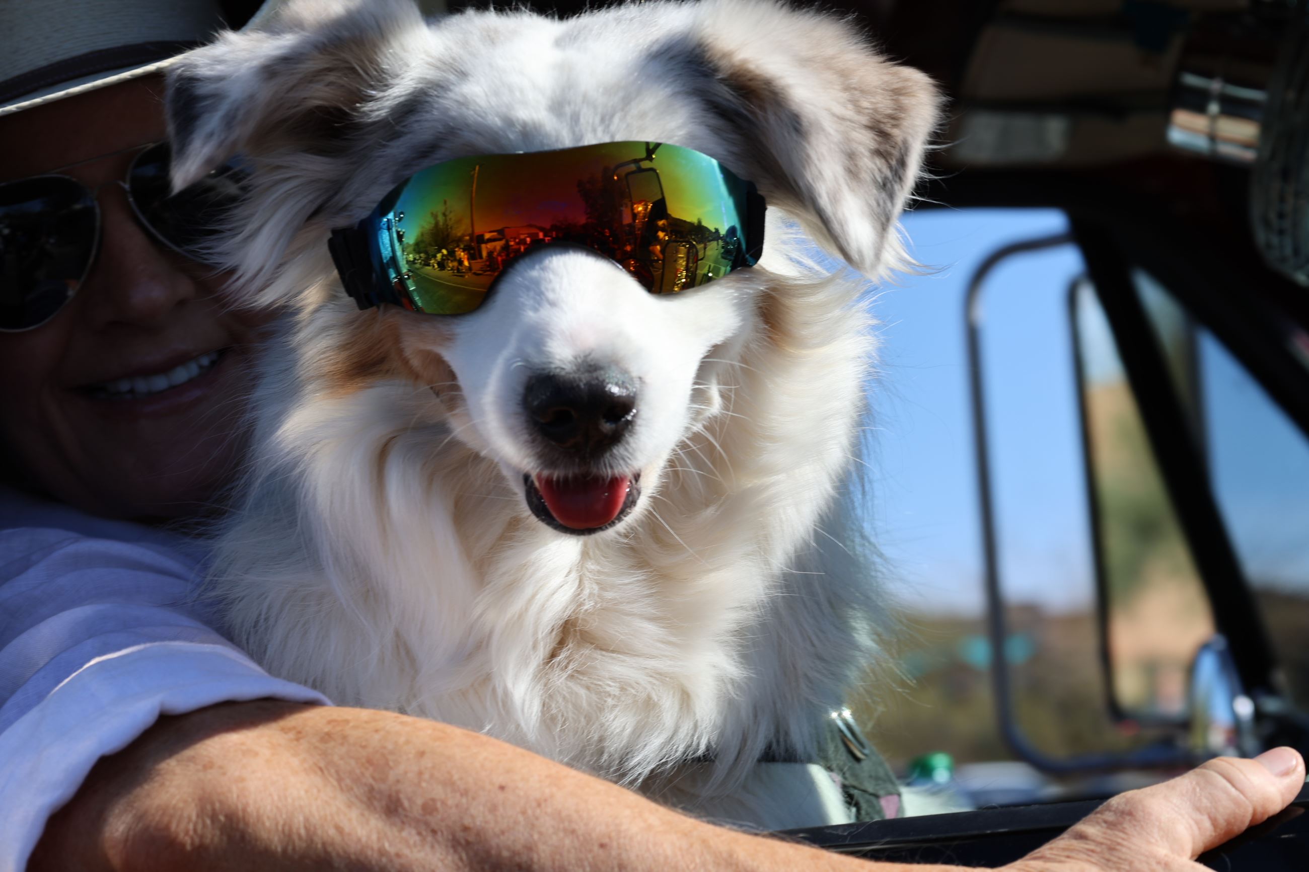 dog with sunglasses riding in front seat of truck