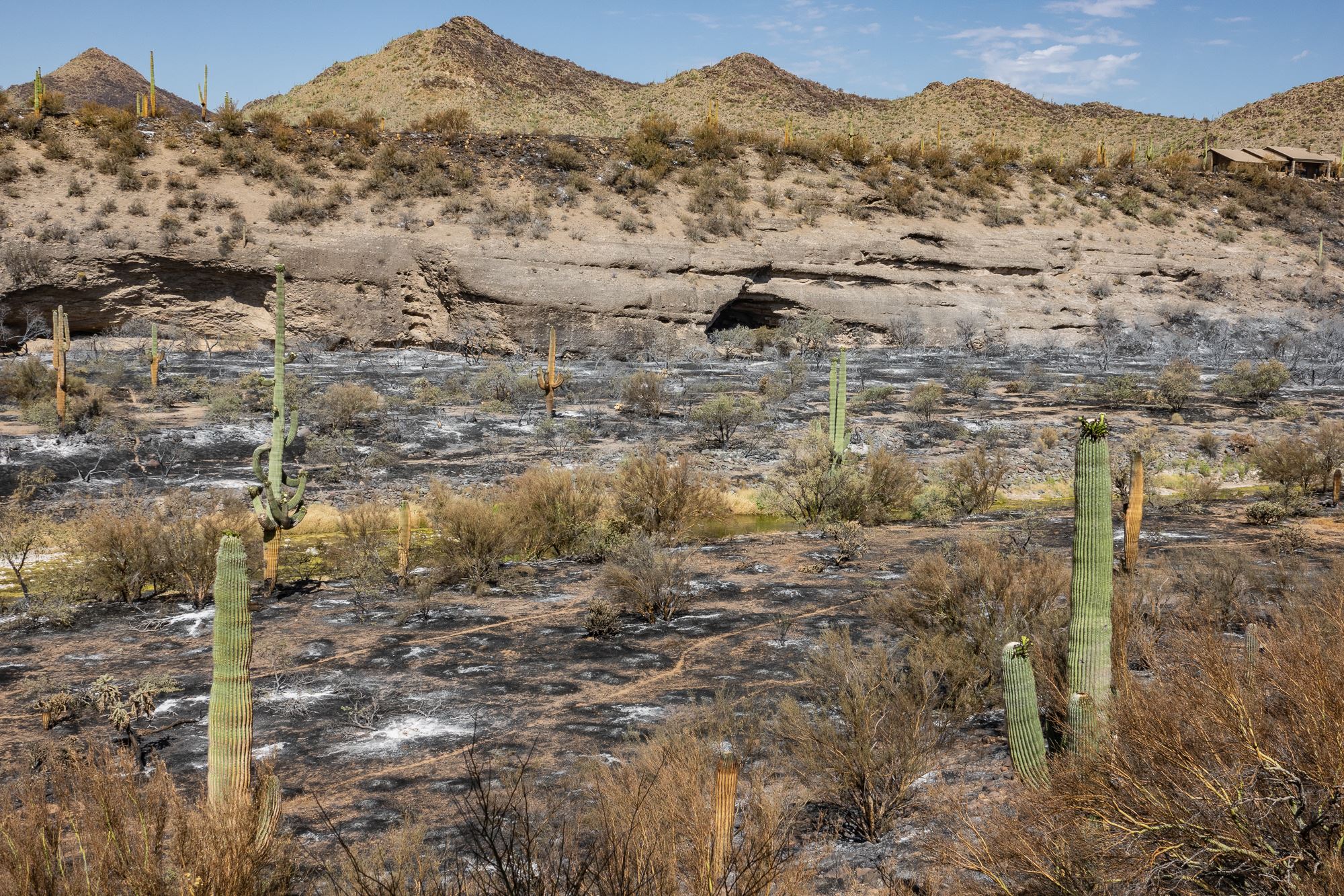 Image from Ocatillo Fire year 2020