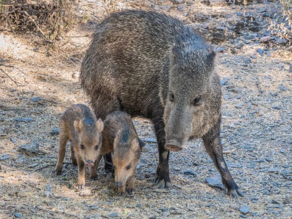 javelina-2022-06-13-bwp (2) sm